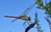 Sympetrum fonscolombii